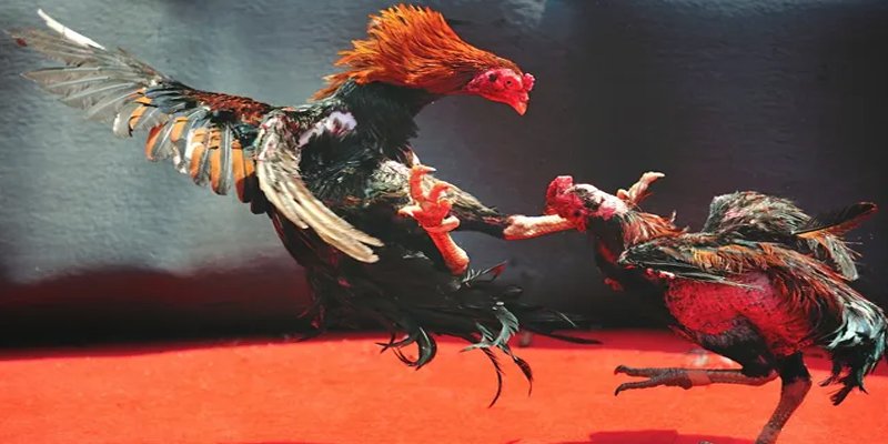 w88ud2 c1 gà chọi
