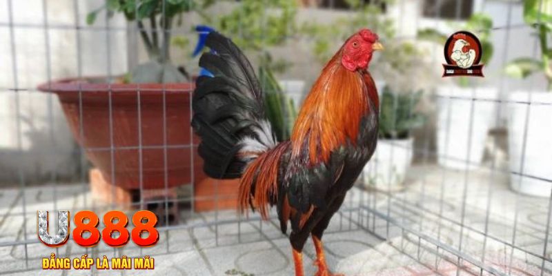 w88ud2 game máy bay nổ hũ