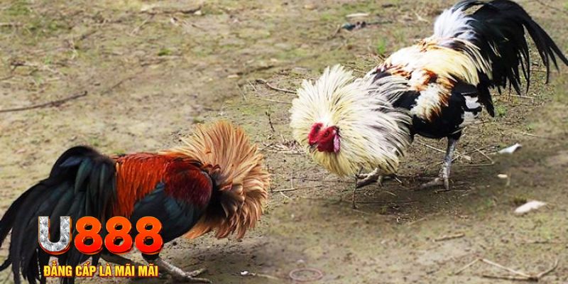 w88ud2 game nổ hũ là gì