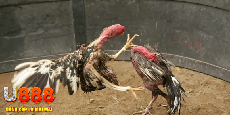 w88ud2 Cuộc gọi đã bị ngắt